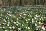 Bosanemoon (Anemone nemorosa)