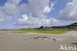 Waddenzee