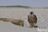 Peregrine Falcon (Falco peregrinus)