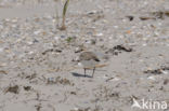 Strandplevier (Charadrius alexandrinus)