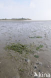 Dwarf Eelgrass (Zostera noltii)