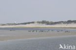 Brent Goose (Branta bernicla)