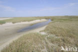 Waddenzee