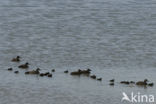 Eider (Somateria mollissima)