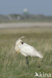 Eurasian Spoonbill (Platalea leucorodia)