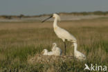 Lepelaar (Platalea leucorodia)