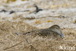 Eider (Somateria mollissima)