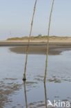 Waddenzee