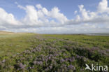 Common Sea Lavender (Limonium vulgare)