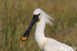 Eurasian Spoonbill (Platalea leucorodia)