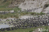 Oystercatcher (Haematopus ostralegus)