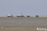 Waddenzee