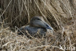 Eider (Somateria mollissima)