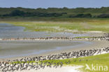 Oystercatcher (Haematopus ostralegus)