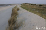 Marram (Ammophila arenaria)