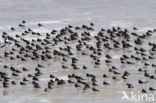 Oystercatcher (Haematopus ostralegus)