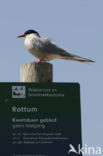 Arctic Tern (Sterna paradisaea)