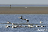 Eider (Somateria mollissima)