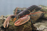 europese oosterschelde kreeft (homarus gammarus)