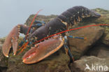 europese oosterschelde kreeft (homarus gammarus)