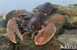 europese oosterschelde kreeft (homarus gammarus)