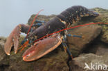 europese oosterschelde kreeft (homarus gammarus)