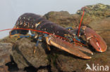 europese oosterschelde kreeft (homarus gammarus)