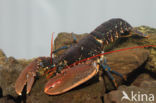 europese oosterschelde kreeft (homarus gammarus)