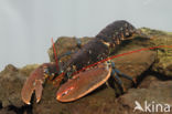 europese oosterschelde kreeft (homarus gammarus)