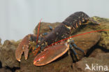 europese oosterschelde kreeft (homarus gammarus)