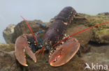 europese oosterschelde kreeft (homarus gammarus)