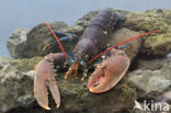 europese oosterschelde kreeft (homarus gammarus)