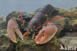 europese oosterschelde kreeft (homarus gammarus)