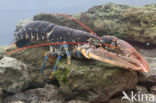 europese oosterschelde kreeft (homarus gammarus)