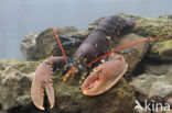 europese oosterschelde kreeft (homarus gammarus)