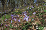 Liverwort (Anemone hepatica)