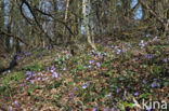 Leverbloempje (Anemone hepatica)