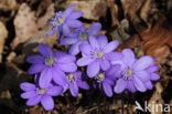 Leverbloempje (Anemone hepatica)