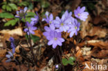 Liverwort (Anemone hepatica)