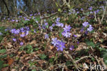 Leverbloempje (Anemone hepatica)