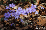 Liverwort (Anemone hepatica)