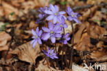 Leverbloempje (Anemone hepatica)