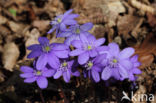 Leverbloempje (Anemone hepatica)