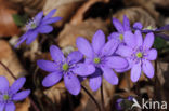 Leverbloempje (Anemone hepatica)