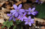 Leverbloempje (Anemone hepatica)