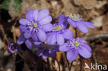 Leverbloempje (Anemone hepatica)