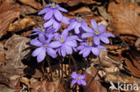 Liverwort (Anemone hepatica)