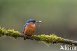 IJsvogel (Alcedo atthis)