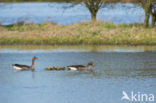 Grauwe Gans (Anser anser)