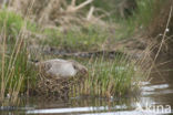 Grauwe Gans (Anser anser)